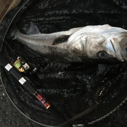 サビキでスズキ